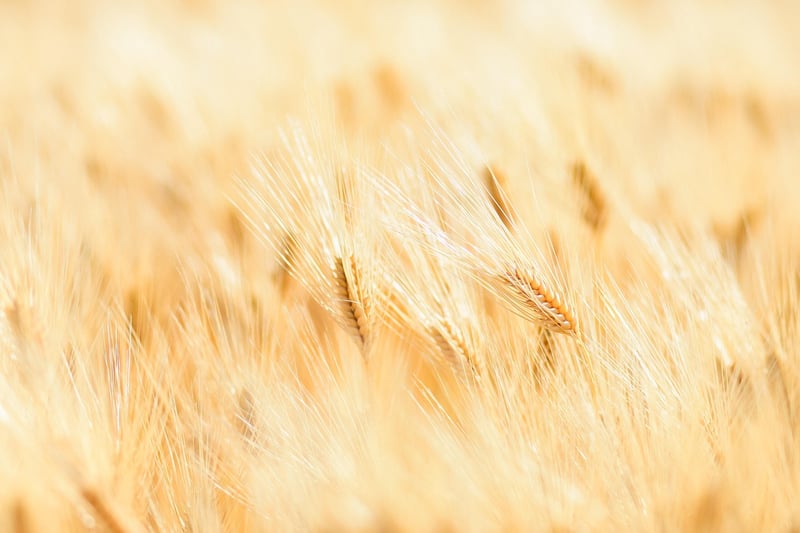 Wheat